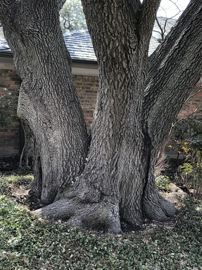 Mature heritage tree close to a Westhampton Beach property cared for by certified arborists